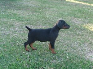 Bobtail Dobermann Pup that was for sale