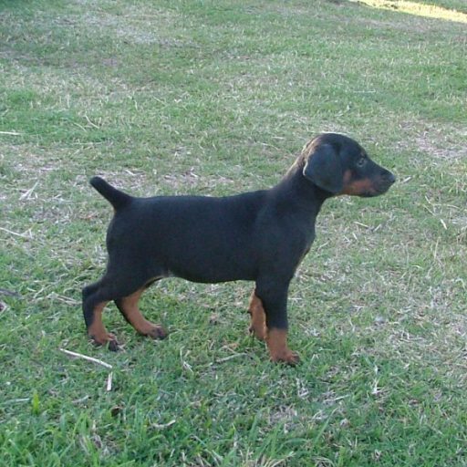 Darkashadows Registered Bobtail Dobermanns