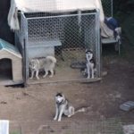 Husky in a clean pen