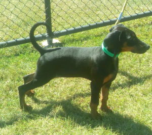 Dobermann pup that was for sale