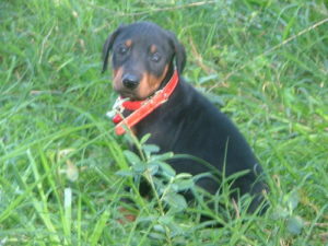 Arya Natural Born Bobtail Dobermann Girl