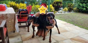 Natural Born Bobtail Dobermanns