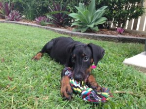 Darkashadows Dobermann Pup