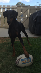 Dobermann playing football