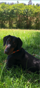 Max Natural Born Bobtail Dobermann