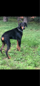 Max Natural Born Bobtail Dobermann