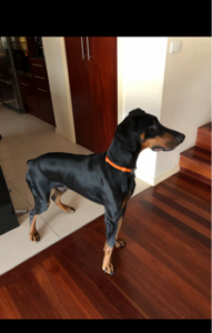 Max Natural Born Bobtail Dobermann