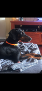 Max Natural Born Bobtail Dobermann