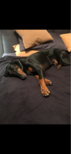 Max Natural Born Bobtail Dobermann