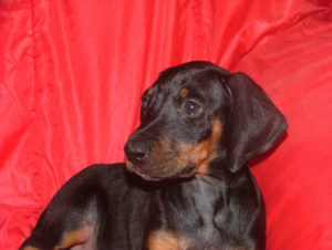 Natural Born Bobtail Dobermann Pup